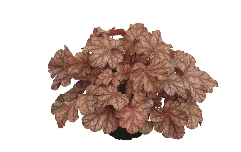 Heuchera "Frosted Flame" Heuchera "Frosted Flame"
