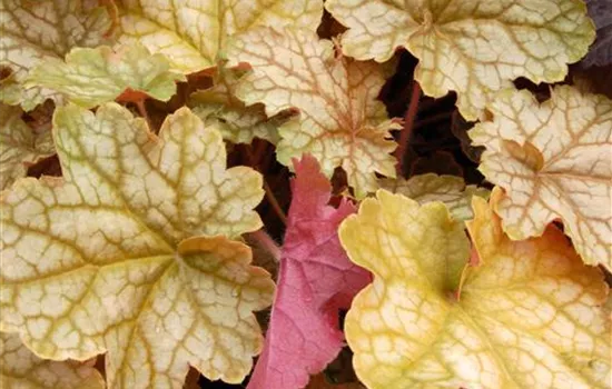 Heuchera "Ginger Ale" Heuchera "Ginger Ale"