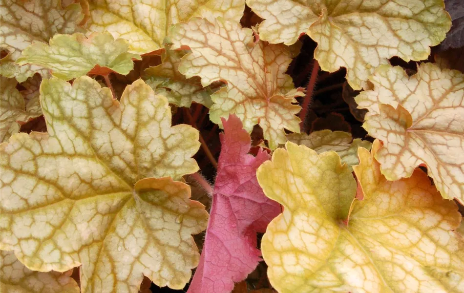 Heuchera "Ginger Ale" Heuchera "Ginger Ale"