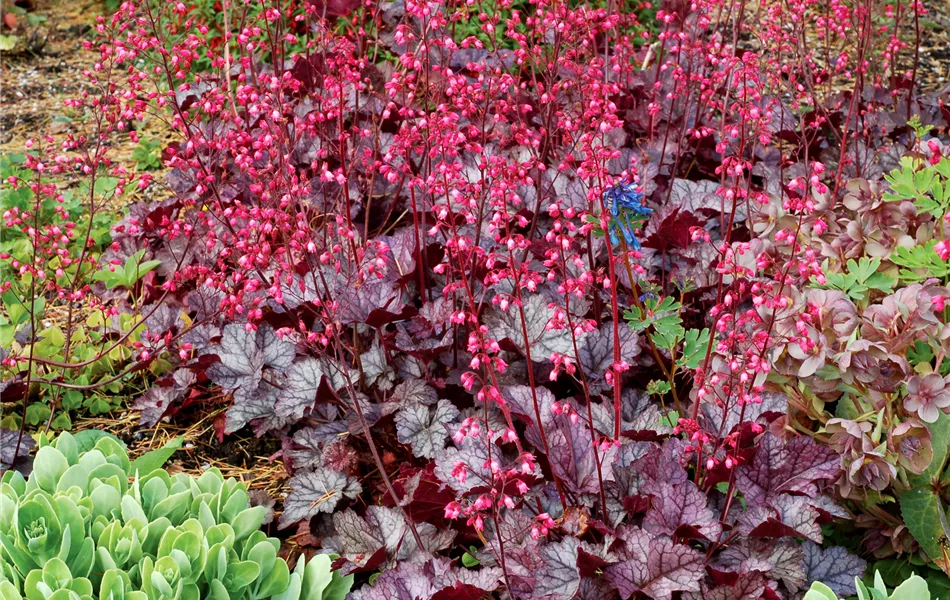 Heuchera "Glitter" Heuchera "Glitter"
