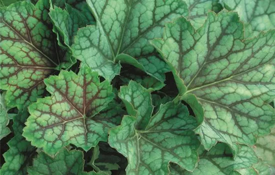Heuchera "Green Spice" Heuchera "Green Spice"