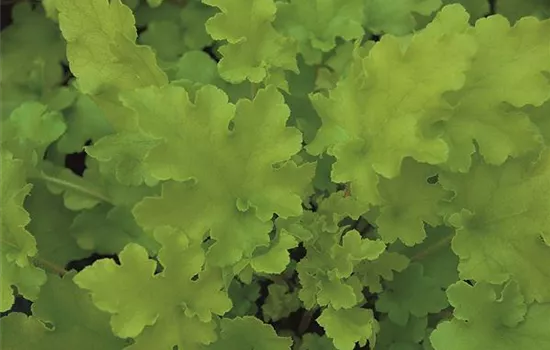 Heuchera "Lime Marmalade" Heuchera "Lime Marmalade"