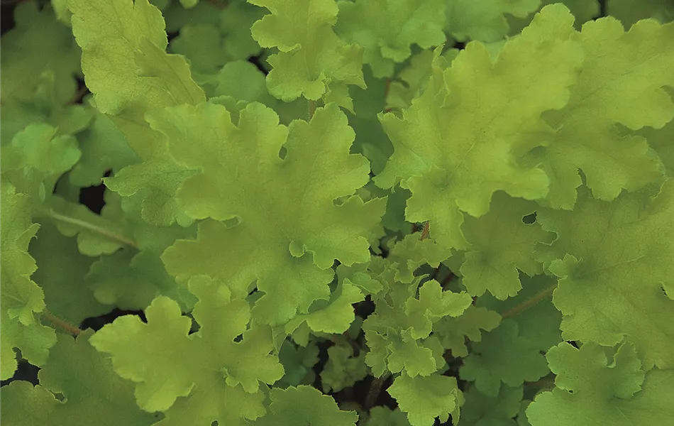 Heuchera "Lime Marmalade"