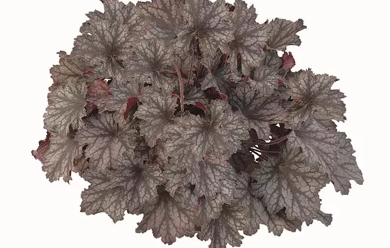 Heuchera "Little Cuties - Frost" Heuchera "Little Cuties - Frost"