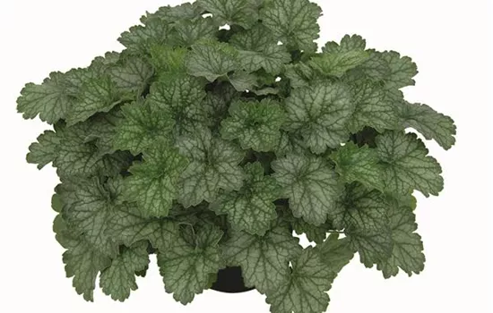 Heuchera "Little Cuties - Peppermint" Heuchera "Little Cuties - Peppermint"