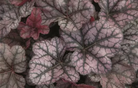 Heuchera "Little Prince" Heuchera "Little Prince"