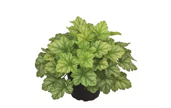 Heuchera "Lord Lime" Heuchera "Lord Lime"