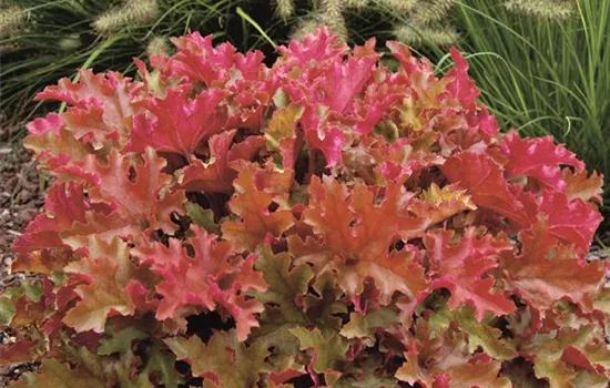 Heuchera "Marmalade" Heuchera "Marmalade"