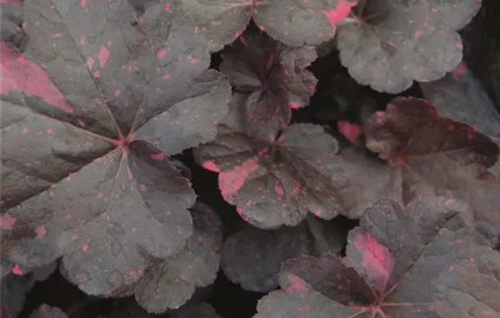 Heuchera "Midnight Rose" Heuchera "Midnight Rose"