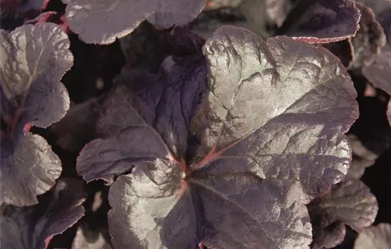 Heuchera "Obsidian" Heuchera "Obsidian"