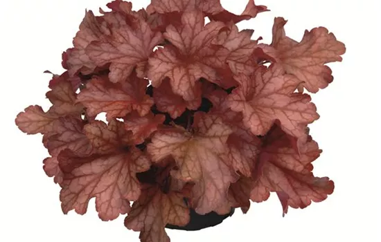 Heuchera "Paprika" Heuchera "Paprika"