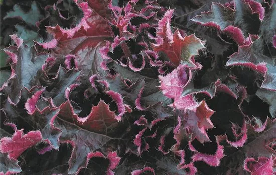 Heuchera "Purple Petticoats" Heuchera "Purple Petticoats"