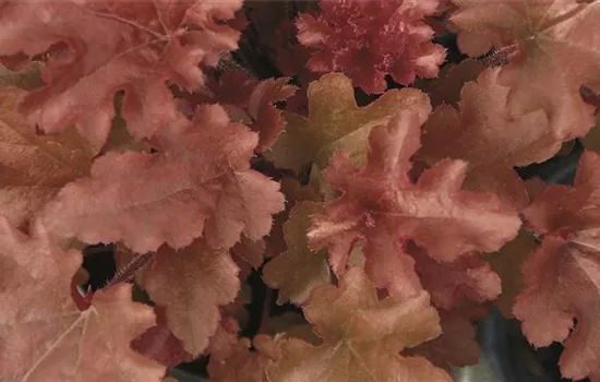 Heuchera "Red Fury" Heuchera "Red Fury"