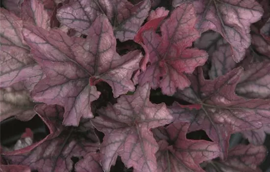 Heuchera "Season´s King" Heuchera "Season´s King"