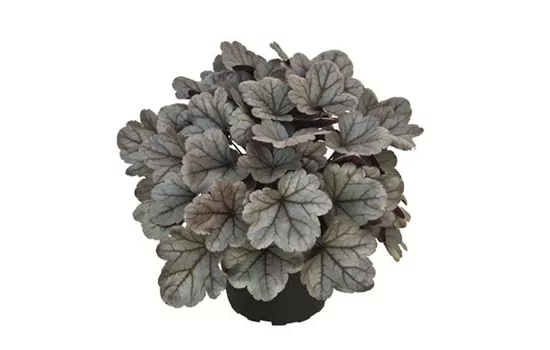 Heuchera "Silver Gumdrop" Heuchera "Silver Gumdrop"