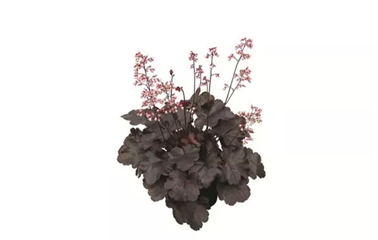 Heuchera "Starry Night" Heuchera "Starry Night"