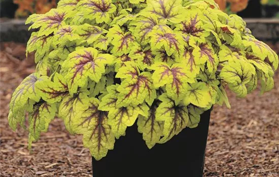 Heuchera / Heucherella "Stoplight" Heuchera / Heucherella "Stoplight"