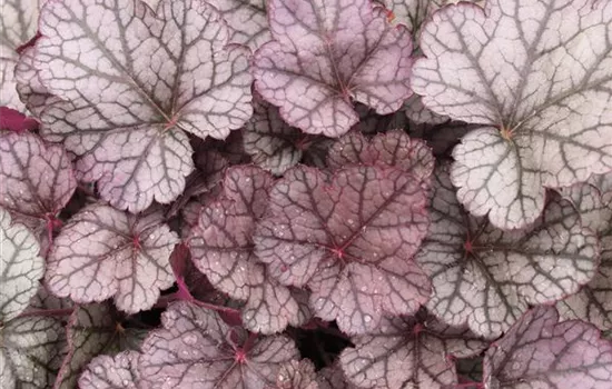 Heuchera "Sugar Frosting" Heuchera "Sugar Frosting"