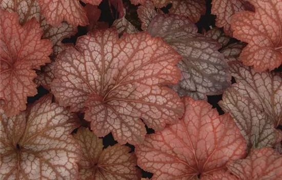 Heuchera "Sweet Princess" Heuchera "Sweet Princess"