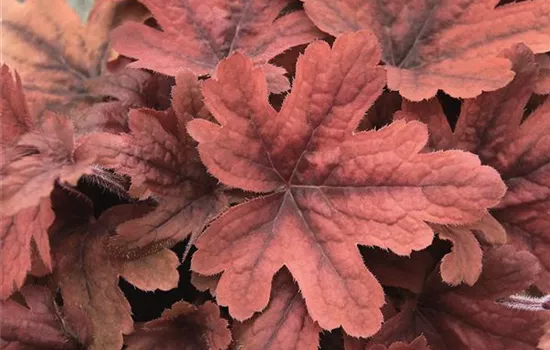 Heuchera / Heucherella "Sweet Tea" Heuchera / Heucherella "Sweet Tea"
