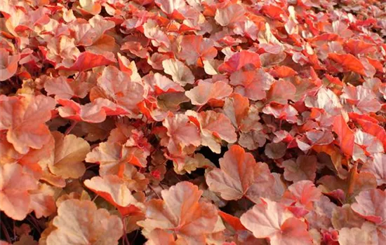 Heuchera "Timeless Orange"