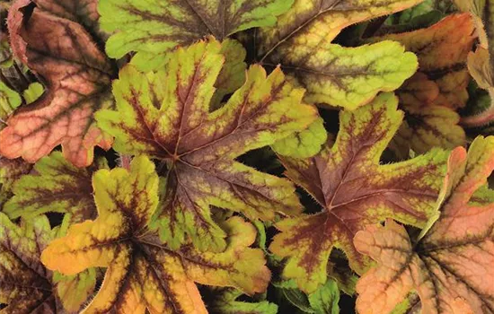 Heuchera / Hecherella "Alabama Sunrise" Heuchera / Hecherella "Alabama Sunrise"
