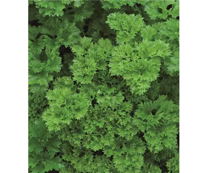 Krause Petersilie 'Grandeur', Krause Petersilie 'Grandeur',