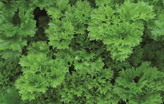 Krause Petersilie 'Grandeur', Krause Petersilie 'Grandeur',