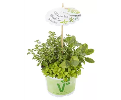 Kräuter-Trio 'Barbecue Gold Mix', Salbei, Thymian, Oregano Kräuter-Trio 'Barbecue Gold Mix', Salbei, Thymian, Oregano