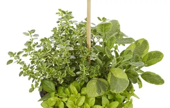 Kräuter-Trio 'Barbecue Gold Mix', Salbei, Thymian, Oregano Kräuter-Trio 'Barbecue Gold Mix', Salbei, Thymian, Oregano