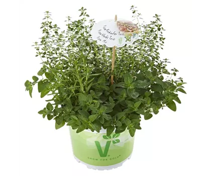 Kräuter-Trio 'Pizza Mix', Rosmarin, Thymus, Origanum Kräuter-Trio 'Pizza Mix', Rosmarin, Thymus, Origanum