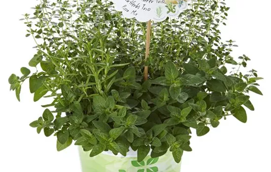 Kräuter-Trio 'Pizza Mix', Rosmarin, Thymus, Origanum Kräuter-Trio 'Pizza Mix', Rosmarin, Thymus, Origanum