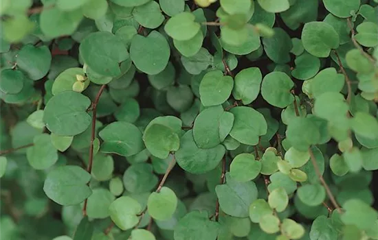 Mühlenbeckia complexa, grossblättrig