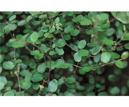 Mühlenbeckia complexa kleinblättrig