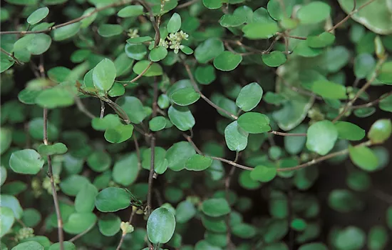 Mühlenbeckia complexa kleinblättrig Mühlenbeckia complexa kleinblättrig