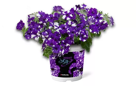 Petunie Night Sky® Petunie Night Sky®