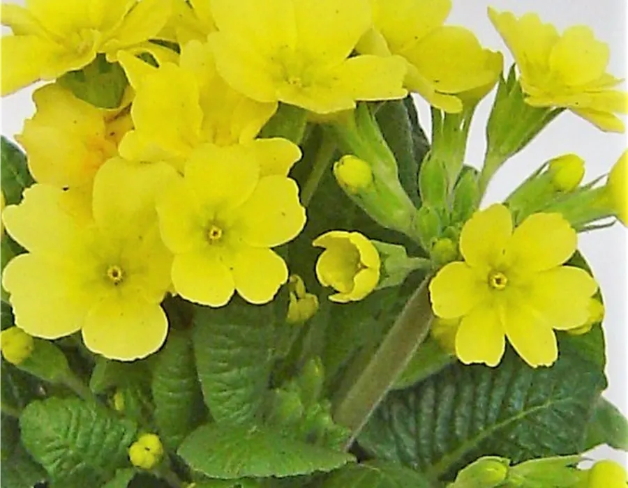Schlüsselblume Primula veris Schlüsselblume Primula veris aus eigener Produktion