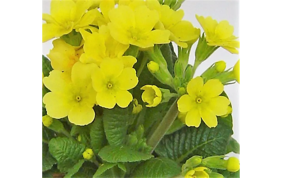 Echte Schlüsselblume (Primula veris), gelb