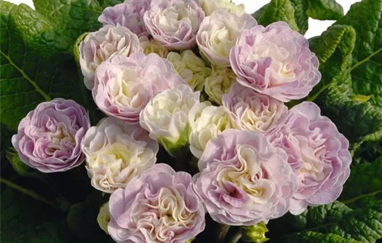 Rosenprimel BELARINA 'Pink Champagne' 