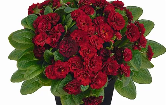 Rosenprimel BELARINA 'Valentine'