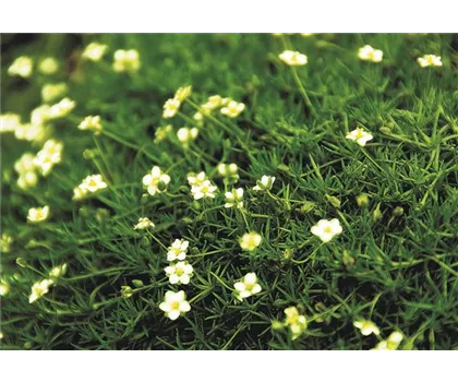 Sagina 'Irish Moss', dunkelgrün Sagina 'Irish Moss', dunkelgrün