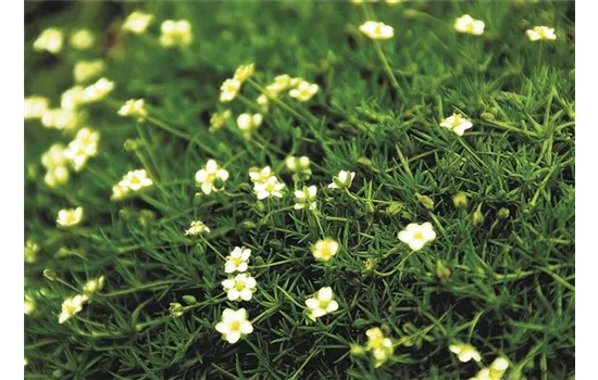 Sagina 'Irish Moss', dunkelgrün Sagina 'Irish Moss', dunkelgrün