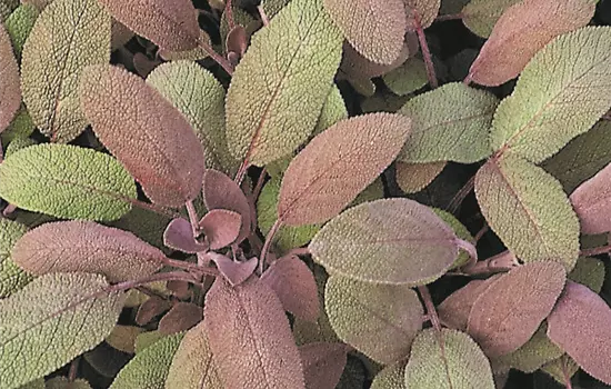 Salvia 'Purpurmantel'