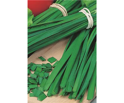 Schnitt-Knoblauch 'Neko' Schnitt-Knoblauch 'Neko'