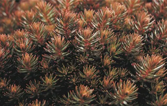Sedum 'Chocolate Ball'