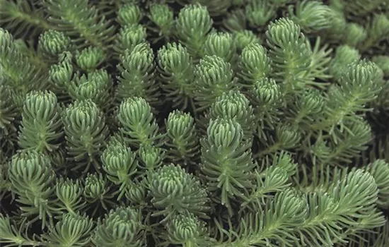 Sedum Green Ball Sedum Green Ball