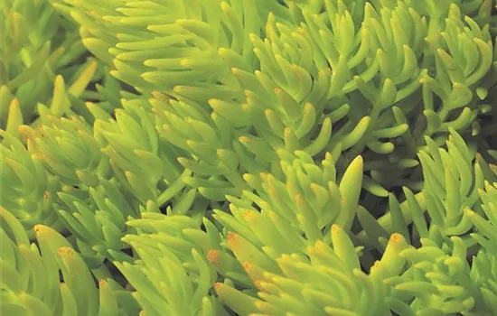 Sedum Lemon Ball Sedum Lemon Ball