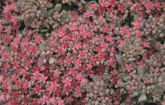 Sedum rocky Sedum rocky