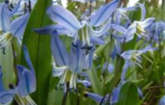 Scilla siberica, blau