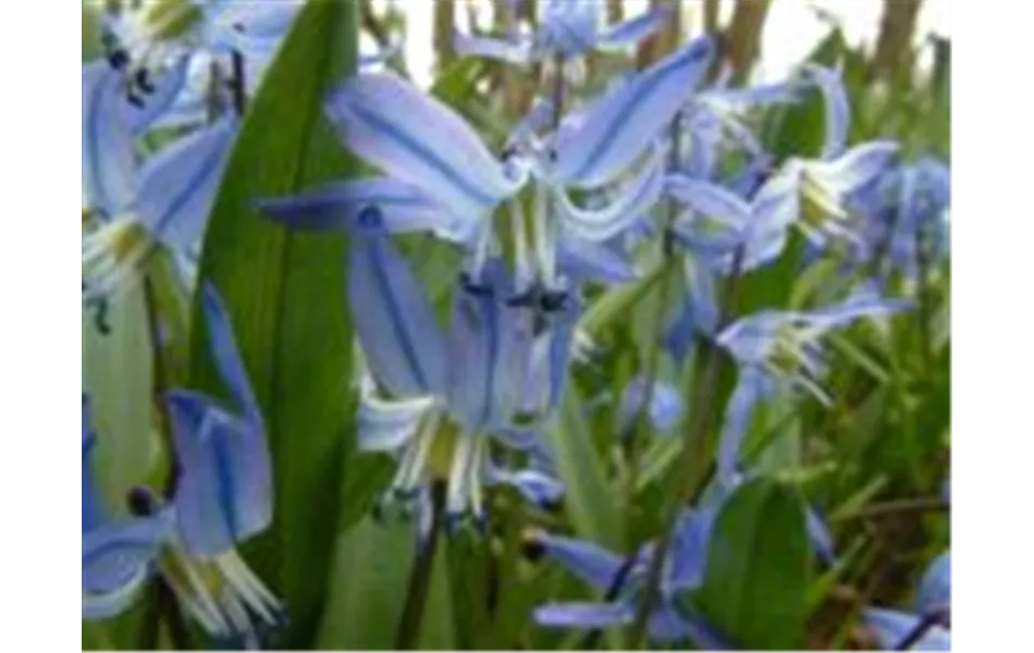 Scilla siberica, blau Scilla siberica, blau